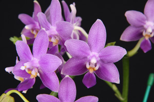 Phal. Equalacea Anacapa Beryl AM 81 pts.